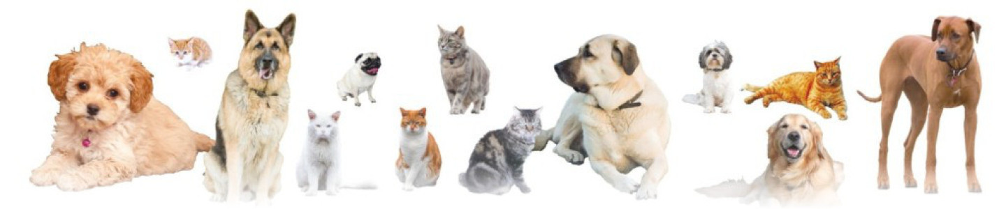 Veterinární ordinace OrdinaVet Olomouc - Povel